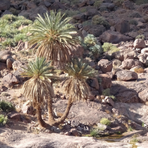 Une source en fond de vallon. Maroc Djebel Saghro trek jour 4
