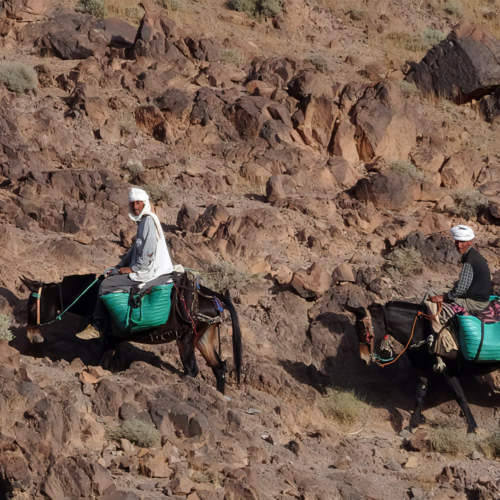 Nomades sur leur mule. Maroc Djebel Saghro trek jour 4