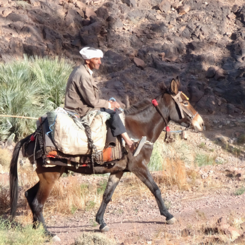 Nomade sur sa mule. Maroc Djebel Saghro trek jour 4