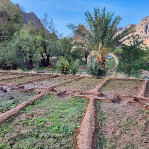 Un joli jardin bien irrigué par un puit. Maroc Djebel Saghro trek jour 5
