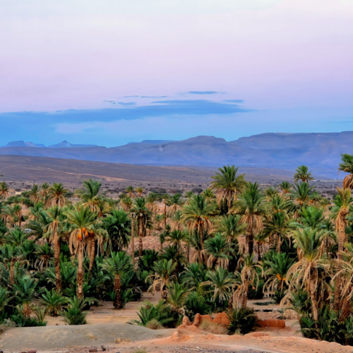 Maroc Djebel Saghro N'kob
La palmeraie Maroc Djebel Saghro N'kob