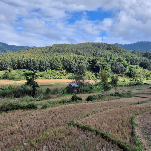 Notre trajet de Booneua à Muang Khua.
Rizières. Notre trajet de Booneua à Muang Khua