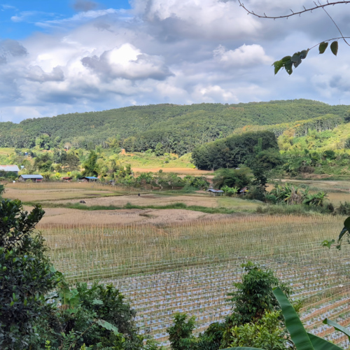 Notre trajet de Booneua à Muang Khua.
Champs de haricots grimpants. Notre trajet de Booneua à Muang Khua