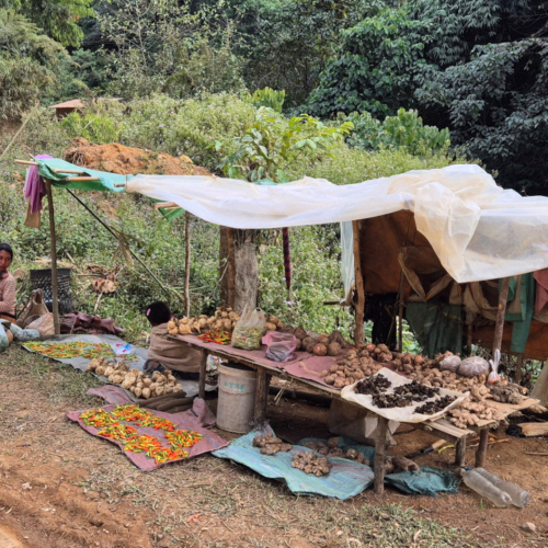 Notre trajet de Booneua à Muang Khua.
Une paysanne sur le bord de la route. Notre trajet de Booneua à Muang Khua