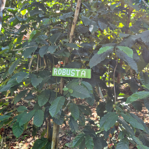 Laos coopérative des producteurs de café aux bolavens Laos coopérative des producteurs de café aux bolavens