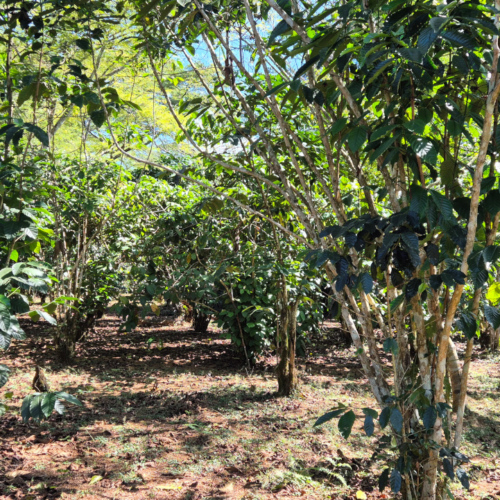Laos coopérative des producteurs de café aux bolavens Laos coopérative des producteurs de café aux bolavens