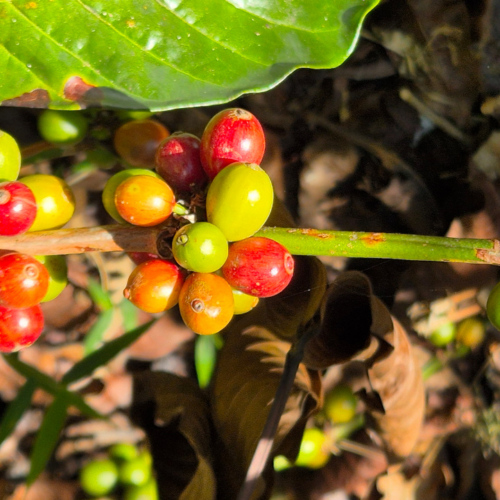 Laos coopérative des producteurs de café aux bolavens Laos coopérative des producteurs de café aux bolavens