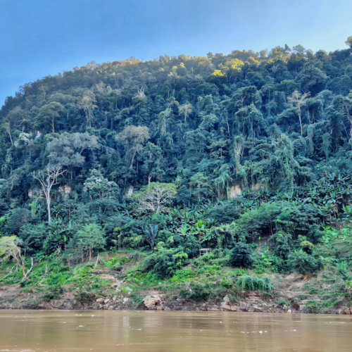 Laos descente du Mékong.
Forêt tropicale. Laos descente du Mékong