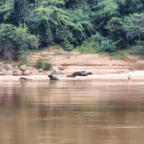 Laos descente du Mékong.
Troupeau de buffles. Laos descente du Mékong