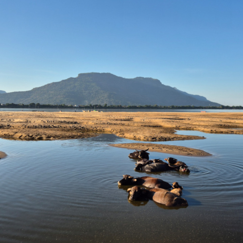 Laos l'île Don Daeng. Laos l'île Don Daeng