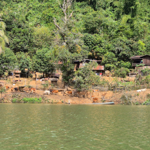 Laos Muang Khua à Muang Ngoi Neua.
Petits villages sur le parcours. Laos Muang Khua à Muang Ngoi Neua