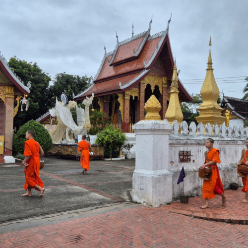 Laos Tak Bat de Luang Prabang.
Retour des moines au temple. Laos Tak Bat de Luang Prabang