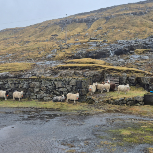 Îles Féroé un jour de tempête.
Les moutons s'abritent des rafales de vent. Îles Féroé un jour de tempête