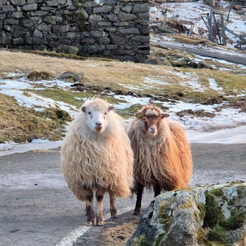 Îles Féroé Norðrdalur nous sommes observés Îles Féroé Norðrdalur nous sommes observés