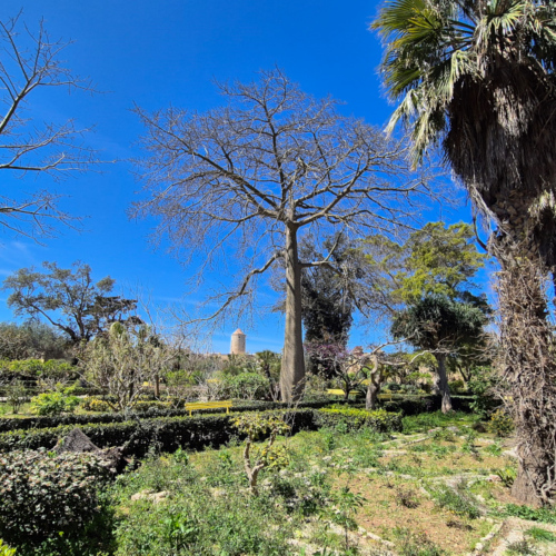 Malte le Palazzo Parisio à Naxxar.
Jardins et arbres exotiques. Malte le Palazzo Parisio à Naxxar