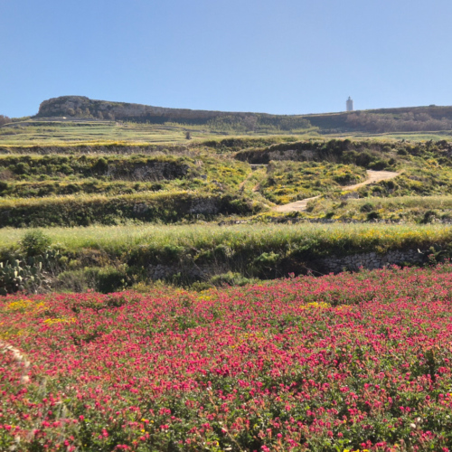 Gozo Randonnée à Marsalforn Gozo Randonnée à Marsalforn