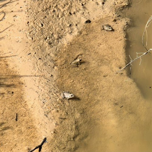 Bardenas Reales. Grenouilles dans une petite mare. Bardenas Reales