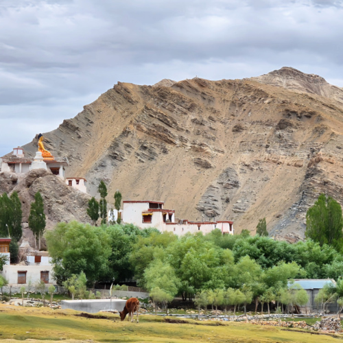 Inde Ladakh Hemis Sushpachan.
Le Bouddha sur les hauteurs du village. Inde Ladakh Hemis Sushpachan