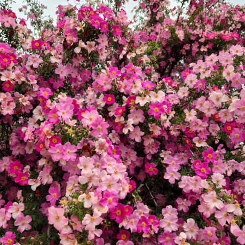 Inde Ladakh Hemis Sushpachan.
Églantier, un parfum intense de rose ! Inde Ladakh Hemis Sushpachan