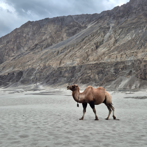 Inde Ladakh Hunder Inde Ladakh Hunder