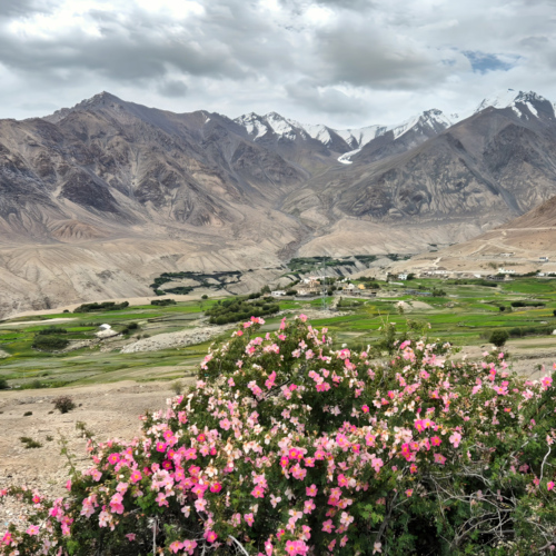 Inde Ladakh de Hunder à Leh. Village de Khardung. Inde Ladakh de Hunder à Leh