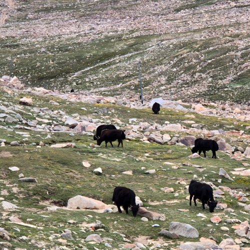 Inde Ladakh de Hunder à Leh. Troupeau de yaks et leur berger. Inde Ladakh de Hunder à Leh