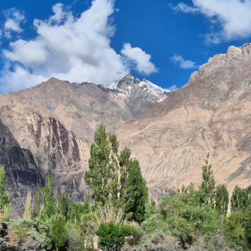Inde Ladakh Hunder à Turtuk Inde Ladakh Hunder à Turtuk