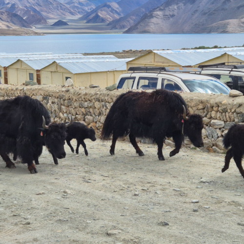 Inde Ladakh Lac Pangong Man