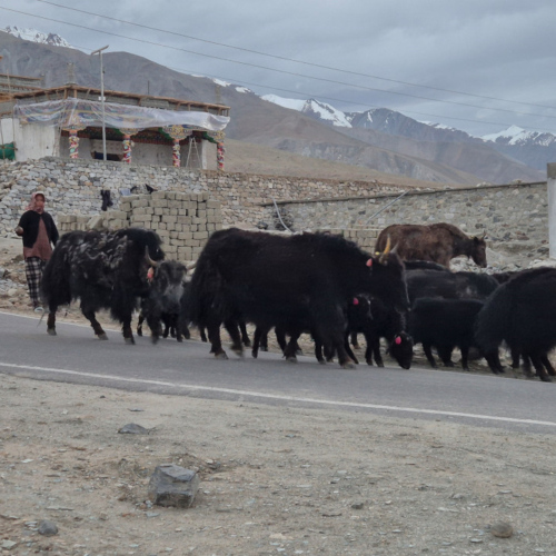 Inde Ladakh Lac Pangong Man
