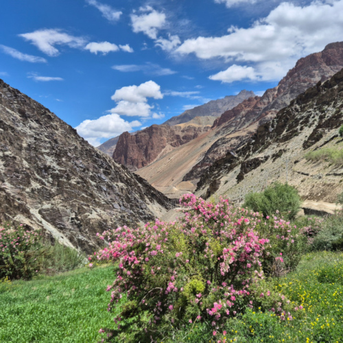 Inde Ladakh monastère de Phuktal