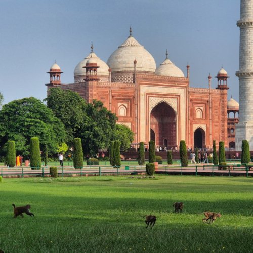 Inde Agra Taj Mahal. La mosquée et les singes qui se chamaillent. Inde Agra Taj Mahal