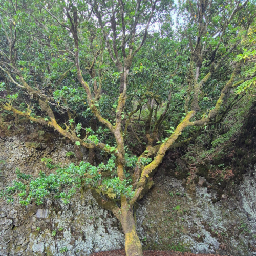 Espagne El Hierro Arbre Garoe