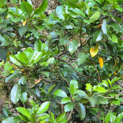 Espagne El Hierro Arbre Garoe