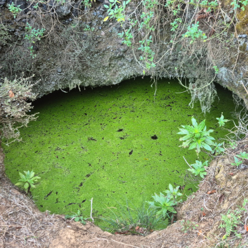 Espagne El Hierro Arbre Garoe