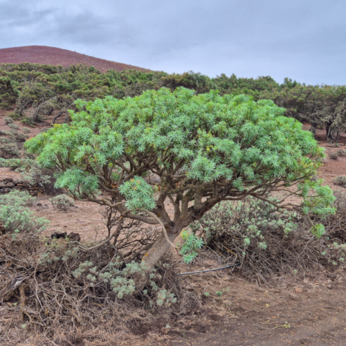 Espagne El Hierro Camino de la Virgen