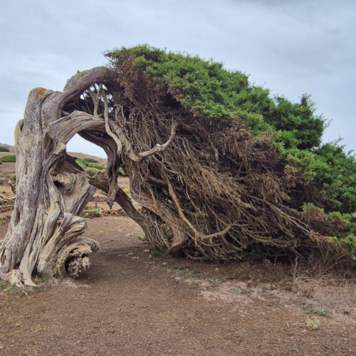 Espagne El Hierro Camino de la Virgen