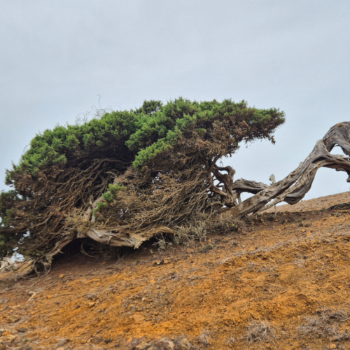 Espagne El Hierro Camino de la Virgen