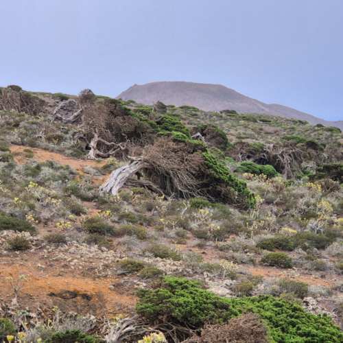 Espagne El Hierro Camino de la Virgen