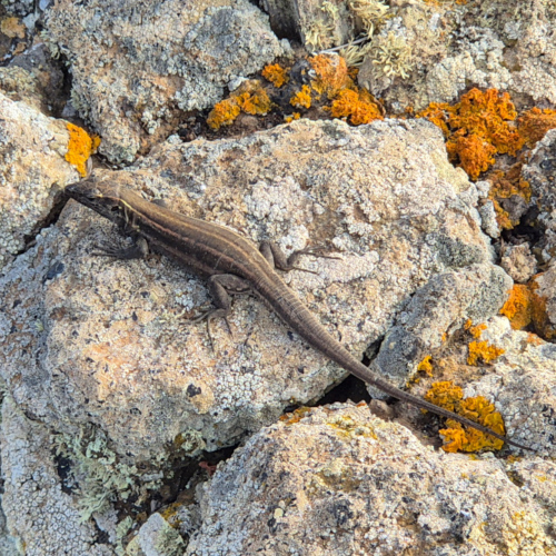 Espagne El Hierro Lézards