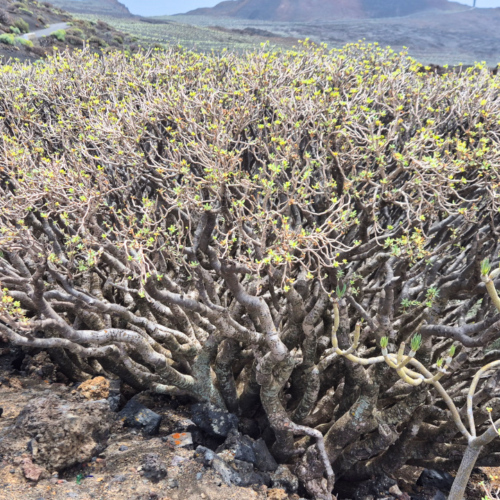 Espagne El Hierro Phare Orchilla