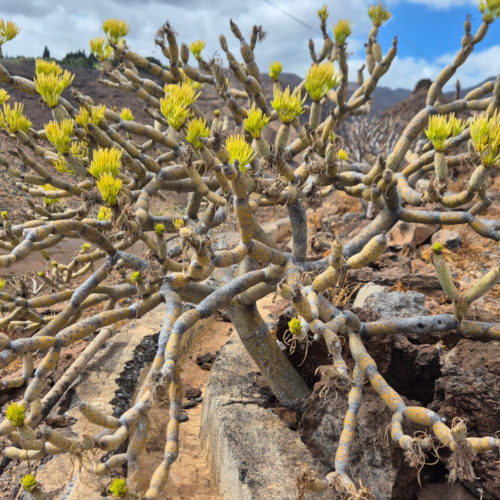 Espagne La Gomera cote sud. La Verode. Espagne La Gomera cote sud