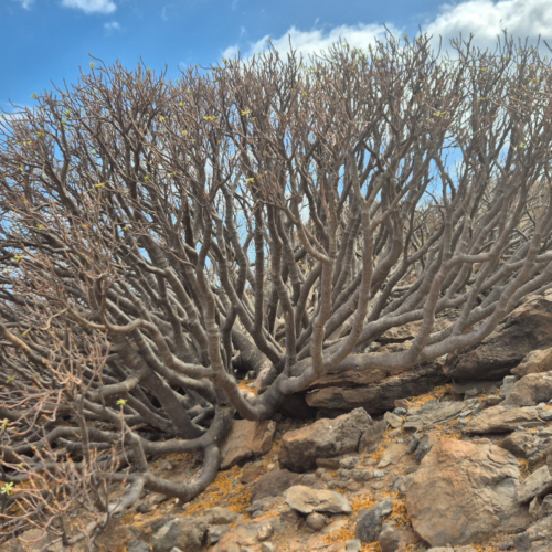 Espagne La Gomera cote sud. Euphorbe De Lamarck. Espagne La Gomera cote sud