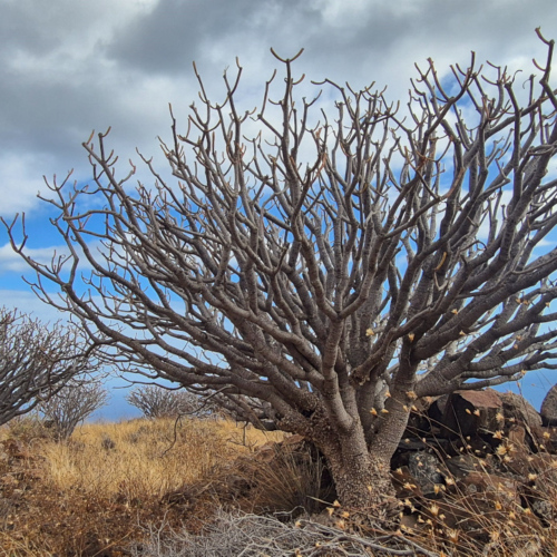 Espagne La Gomera cote sud. Euphorbe De Lamarck. Espagne La Gomera cote sud