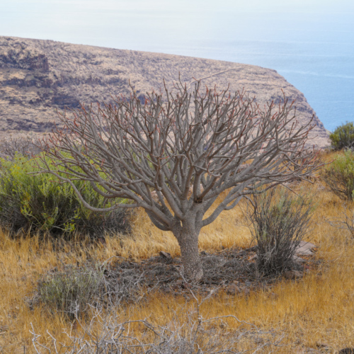 Espagne La Gomera Arguayoda Espagne La Gomera Arguayoda