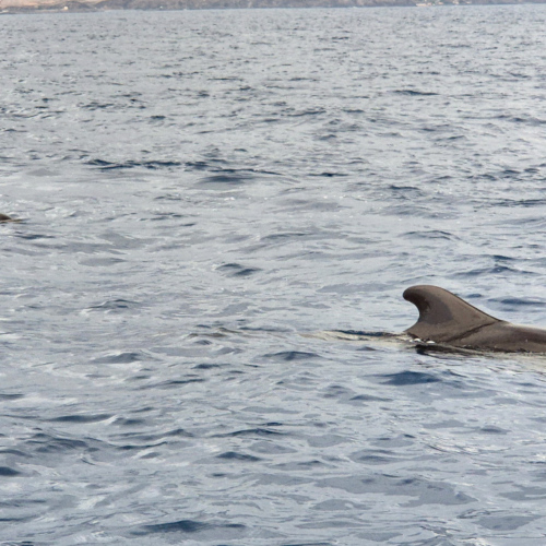 Espagne Tenerife Globicephala macrorhynchus