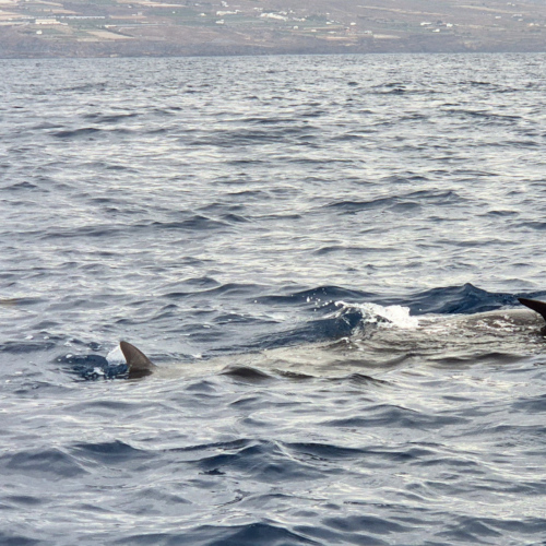 Espagne Tenerife Globicephala macrorhynchus
