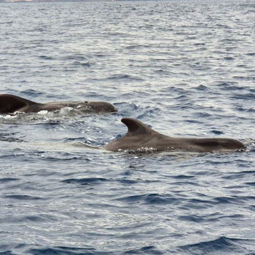 Espagne Tenerife Globicephala macrorhynchus