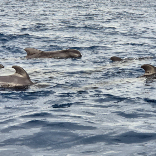 Espagne Tenerife Globicephala macrorhynchus