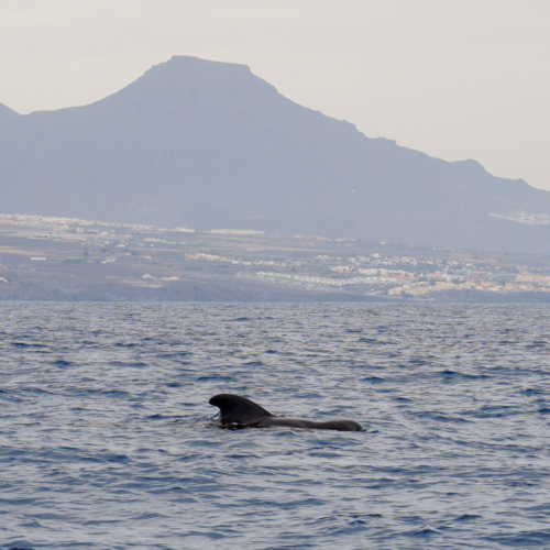 Espagne Tenerife Globicephala macrorhynchus