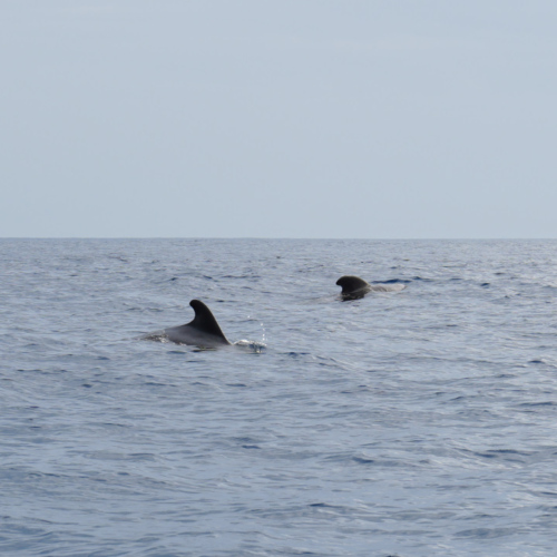 Espagne Tenerife Globicephala macrorhynchus